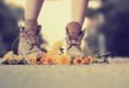 /album/shoes-/tumblr-lva1fyqjk11r5few5o1-500-large-jpg/